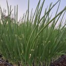 판이농장 이미지