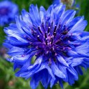 오늘 3월 5일의 꽃말은 -- 수레국화(Corn Flower) -- 입니다 이미지