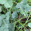 한잎클로버 이미지