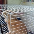 기린초 방동분교장 이미지