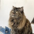 바이오메딕스코리아 이미지