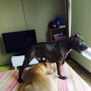 팔자좋은강아지 이미지