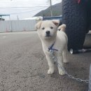 백구모터스