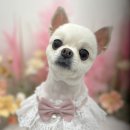 폼#반려견미용실 네이버블로그