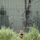 마운틴마트남부점 | 시드니Sydney] 여행 남부 투어 (울릉고 · 키아마...내셔널 파크), 블루마운틴 투어, 페더데일 셔틀 후기