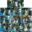 드림애견학교 이미지