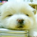 강아지집 이미지