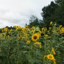 군청앞길 이미지