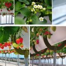 고창농원 이미지