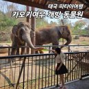 태국 파타야여행 아이랑 동물원 카오키여우 개방동물원 꼭 봐야할 동물, 카트 대여 후기 몽키트래블 이용