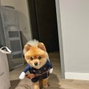 마이티그루밍 약수점 이미지