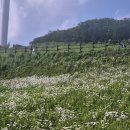 육백마지기 이미지