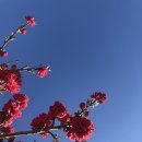 (주)코람데오