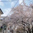 마포-현장-마포-1476 | 연남동 맛집 해옫 벚꽃 뷰 테라스에서 즐기는 브런치 데이트 예약 팁 정리