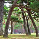 솔뫼성지 소나무 이미지