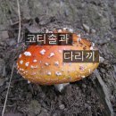 <7월 31일 > 코티솔과 다리끼 이미지