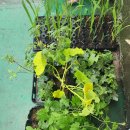 여주-0521 이미지