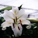 카사블랑카 이미지