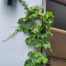 로우커피스탠드(Raw Coffee Stand) 이미지