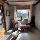 서쪽에서(귤이네) | 제주 애견 동반 펜션, &#39;서쪽에서 귤이네&#39; 실외배변 강아지를 위한 마당 넓은 숙소