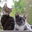 물빛동물병원 이미지