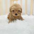 오아이펫 이미지