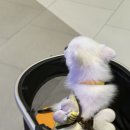 함박레져 | 달마시안 수원 스타필드점 | 애견동반가능 식당, 펫모차 개모차 대여, 수원 스타필드 맛집 추천, 양식...