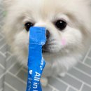 푸른종합개발