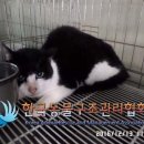 [입양]이브-고양이 이미지