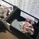 White Pom Pom | 플리즈노팔로우 연남 매장 리퍼브 아카이브 세일 팝업 후기