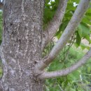 옻나무집 이미지