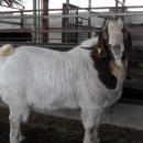 까치목장 이미지