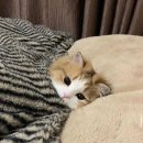 인성 Daum카페