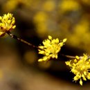 지리산산수유 이미지