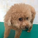 콩이 애견샵 이미지