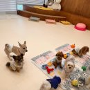 댕구르르 유치원 이미지