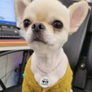 바르다펫 꿈의숲점 이미지