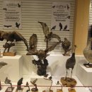 경북대학교자연사박물관 이미지