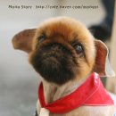 애견미용실 몽 이미지