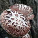 가평유명산표고 직거래 남명우학우님댁 백화고 표고버섯 이미지