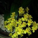 환타지아 이미지