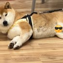 스테이오별 이미지