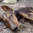 꼬리 흔드는 강아지 이미지