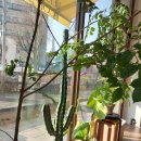 부천역24시사우나 | 내돈내산 부천역 심곡동 리절리커피 -> 본죽-> 일죽24시레저사우나 다녀 온 후기 부천 심곡동 동내구경하기