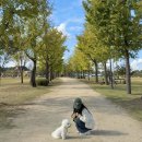 조리 대원리 은행나무길 | 가을 여행지 추천 은행나무 명소 강천섬 실시간 (25.10.23)