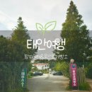 라벤다 | 충남 가볼만한곳 태안 팜카밀레 수국 꽃축제 허브농원 입장권 카페 솔직 후기