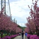 씨유 울산반천점 | 울산 겹벚꽃 나들이 'ABC산업'과 언양 조용한 카페 '오르토커피'