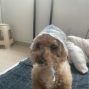 그루밍 아뜰리에 이미지