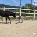 하당목장 이미지