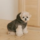 꼴레트멍멍
